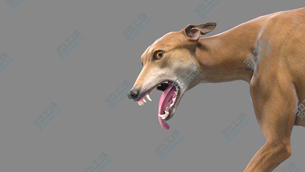 images/goods_img/20210312/3D Greyhound Animated/5.jpg